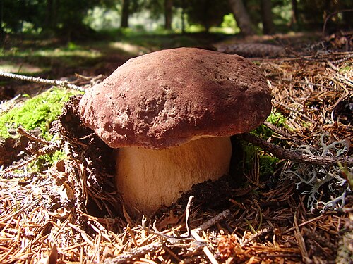 マツイグチ（Boletus pinophilus）は、数種類のマツと外生菌根共生関係を形成する。