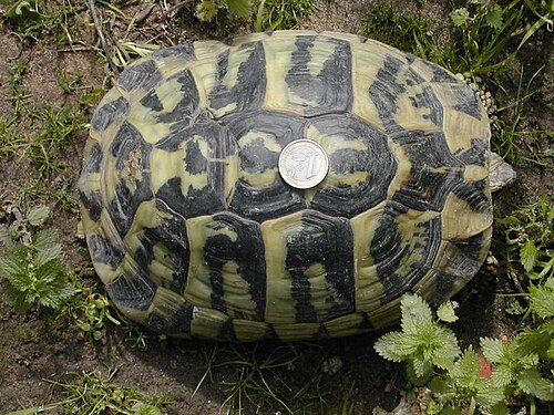 サルデーニャの色彩