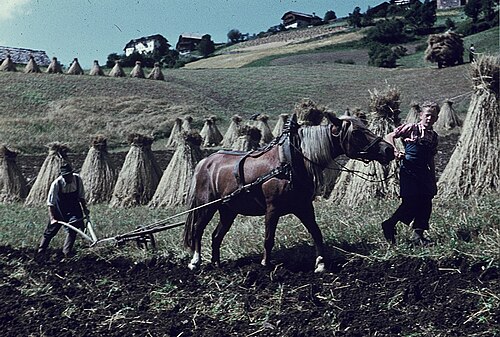 1960 年代のラ・ヴァルでの耕作。