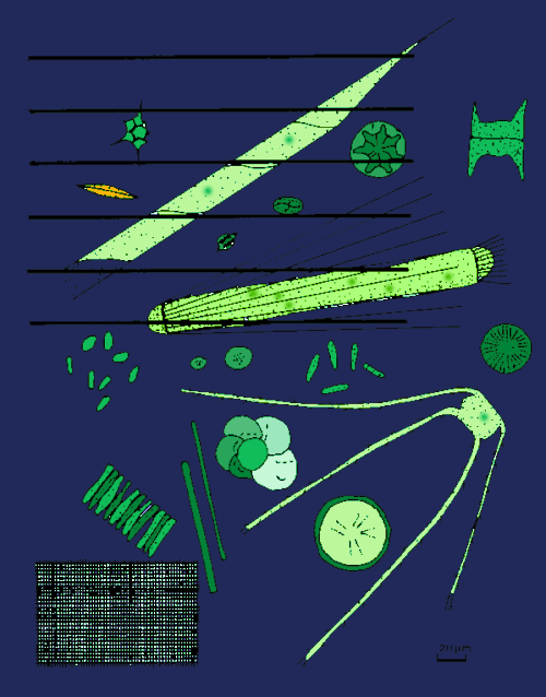 植物プランクトン