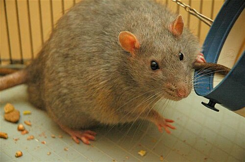 太りすぎのネズミの写真