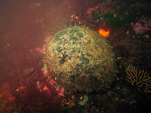 マルセイユ近郊ニオロンの「Codium bursa」