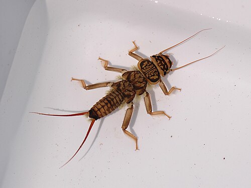 キンイロカワゲラの幼虫は、マス釣りの生餌として使われる。