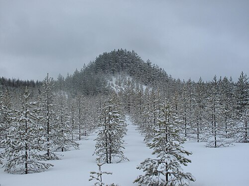 雪に覆われた木々が生い茂る山