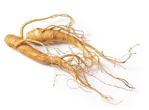 栽培高麗人参（P. ginseng）