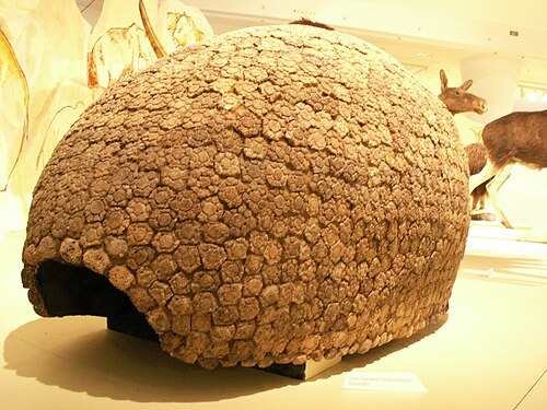 グリプトドンの甲羅。