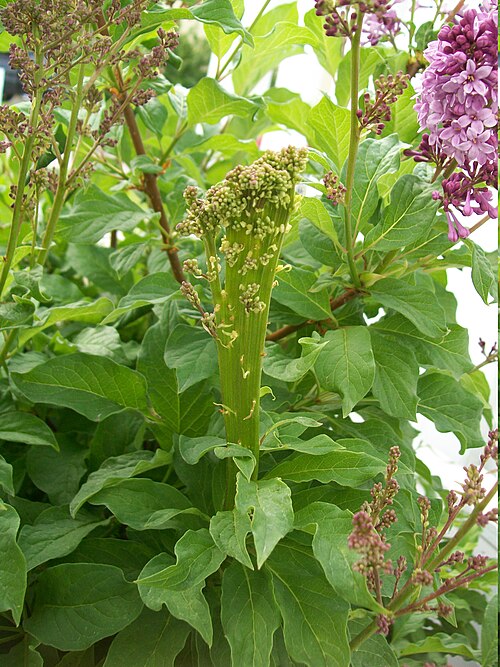 ライラック色の低木に咲く花。
