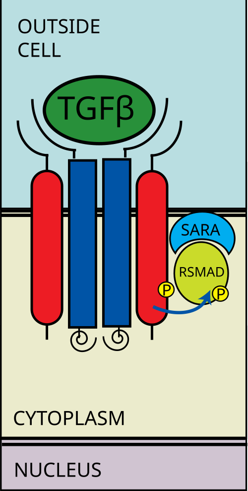 I型受容体はR-SMADをリン酸化します