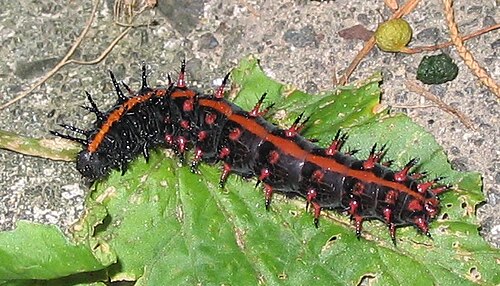 ヒメウズラ幼虫
