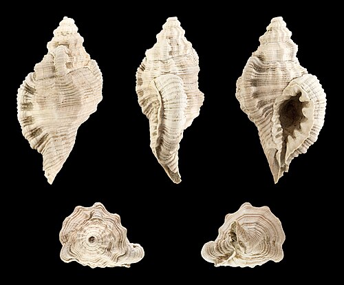 イタリアの鮮新世の Cymatium doderleini の化石殻