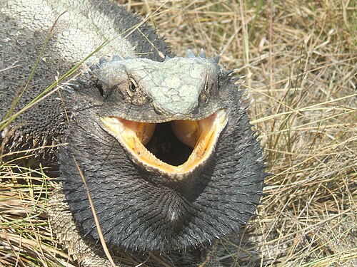 威嚇的な防御行動を見せるトウブアゴヒゲトカゲ