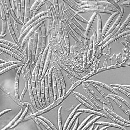 「Gibberella zeae」の大分生子