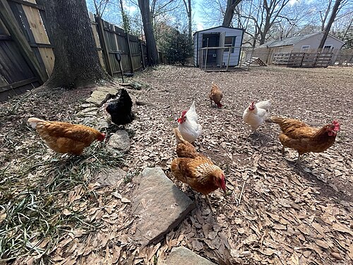 放し飼いの鶏は、地元の土地研究室の生態系の重要な一部です。鶏は昆虫、野菜、穀物を食べます。卵と肥料を生産します。鶏の肥料は庭の肥料として使用されます。