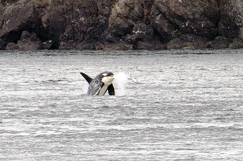 サンファン島のライムキルン岬の南の岩の多い海岸線の前で、Lポッドの雄とサケの獲物が空中に浮かんでいる。