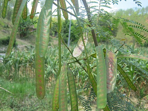 ネパール、5月の L. leucocephala の鞘。