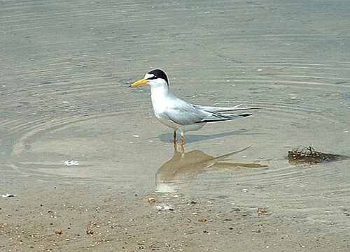 フロリダ州ジャクソン湖のコアジサシ（S. a. antillarum）
