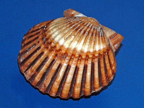 ミラノ市立自然史博物館所蔵のバミューダ諸島産アルゴペクテン・イラジアンの貝殻