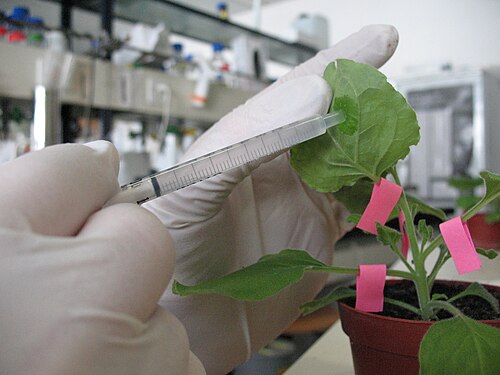針で注射されている緑の植物