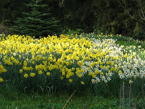 バンクホール植物園のラッパスイセンは春の半ばに見ることができます