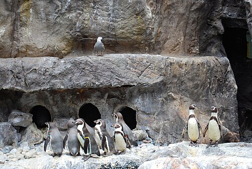 リビングコースト展示場のフンボルトペンギン