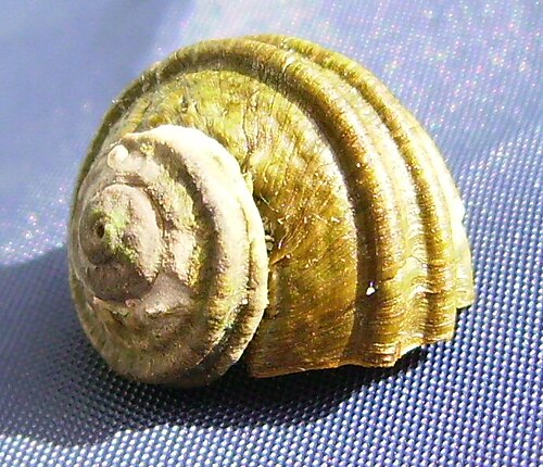 15 mm の L. smaragda の幼生殻。成体とは形状が著しく異なります。