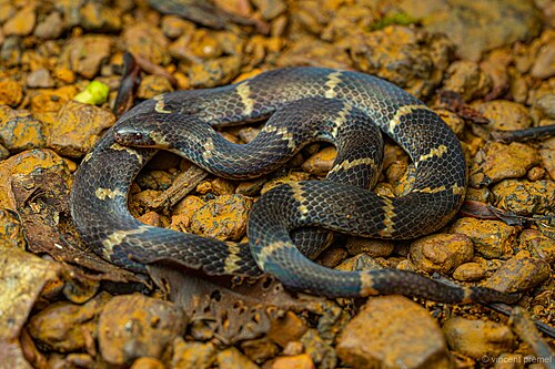 ベージュの縞模様の黒いヘビ