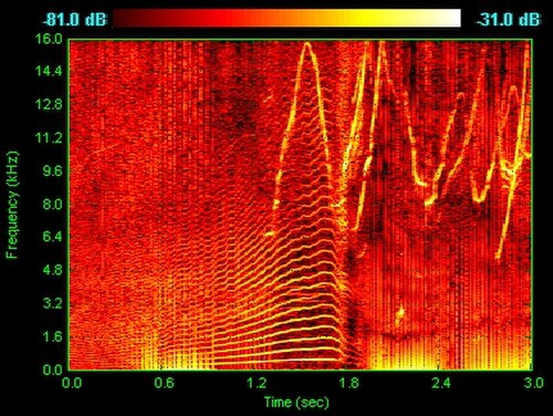イルカの鳴き声のスペクトログラム。さえずり、クリック音、ハーモニーは、それぞれ逆V字、垂直線、水平縞として表示される。