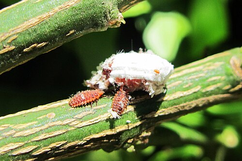 園芸における生物的防除として使用されるテントウムシ