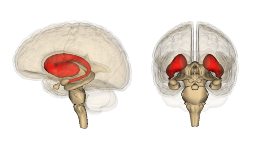 Anatomy of the striatum within the human brain.