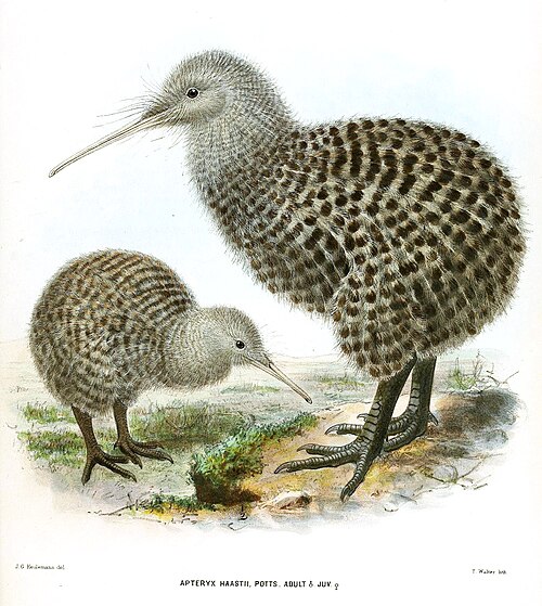 2羽の鳥、右の鳥が左の鳥より大きい