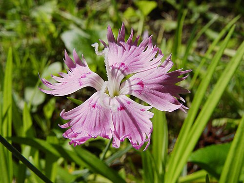 ピンクという色は、ナデシコ属（Dianthus）に属する「ピンク」と呼ばれる花に由来する。
