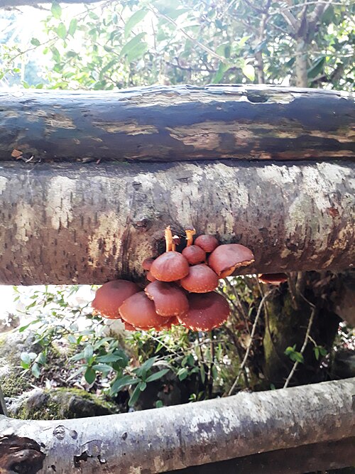 Mushrooms