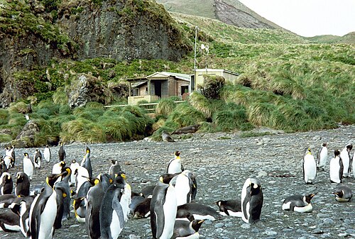 グリーンゴージ小屋とキングペンギン