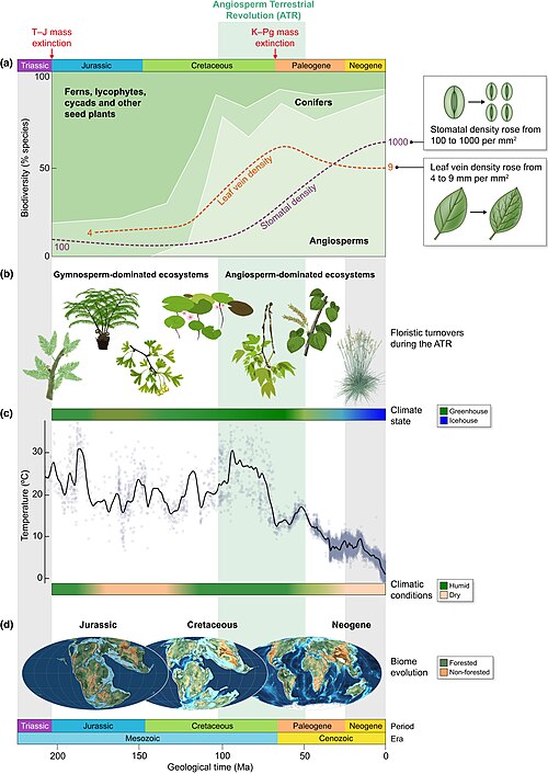 過去2億年間の植物多様性の変化を示すグラフ。被子植物が現在、植物多様性の大部分を占めていること、そして気温が低下していることが示されている。