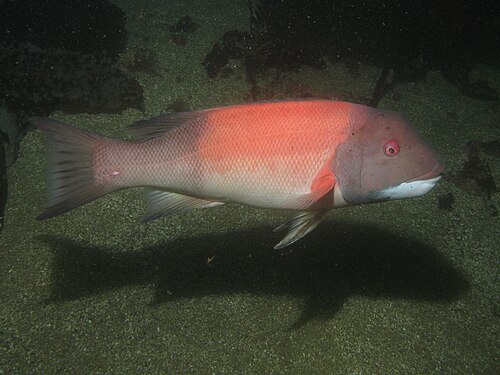 頭、尾、ひれは灰色だが、脇腹はピンク色の大型魚。目は目立ち、あごは白色。