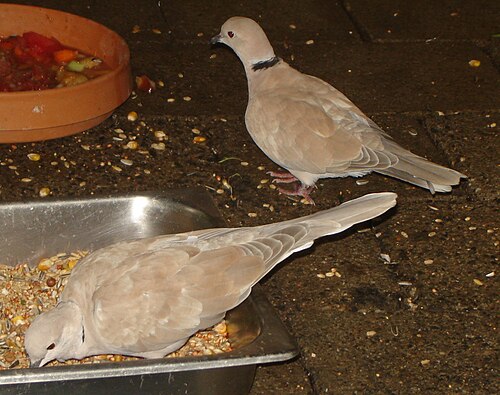バーバリ鳩のつがい