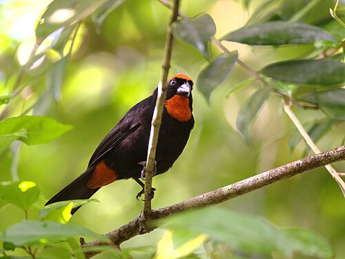 コメニャメ（Loxigilla portoricensis）