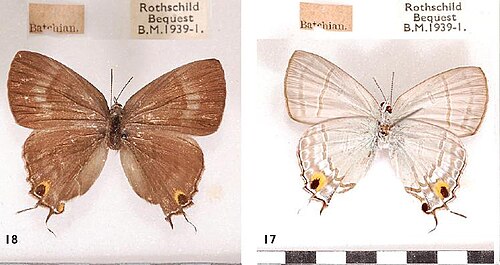 H. e. thyrius 女性