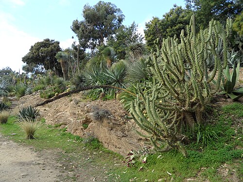 メキシコの植物が生い茂るロックガーデン