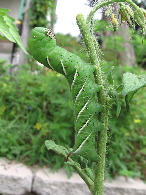 トマトの植物を食べる