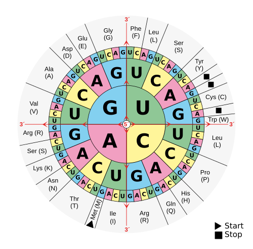 円形の図は3つのリングに分かれており、それぞれがG、U、A、Cという文字でラベル付けされたセクションに分割されている。各セクションはRNAに含まれるヌクレオチドを表している。