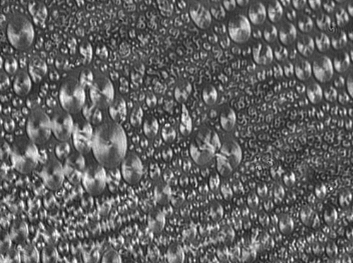 ブリュースター角顕微鏡で撮影した、ラングミュアトラフ内の液体凝縮相の複合リン脂質層。