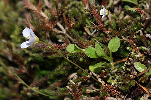 タネツケバナ（Cardamine pattersonii）、サドルマウンテンタネツケバナ