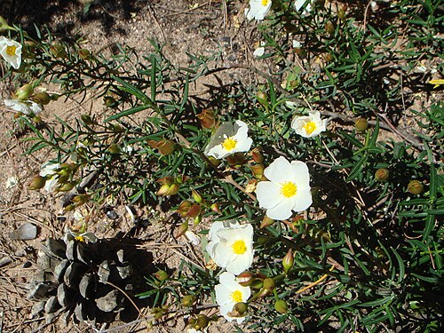 Cistus libanotis カディスの近くで撮影された写真。