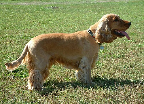 垂れ耳の黄色い犬が横向きに立っています。舌が突き出ています。