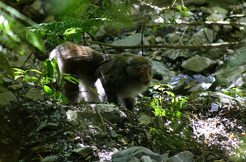 玉山登山道で発見されたタイワンザル