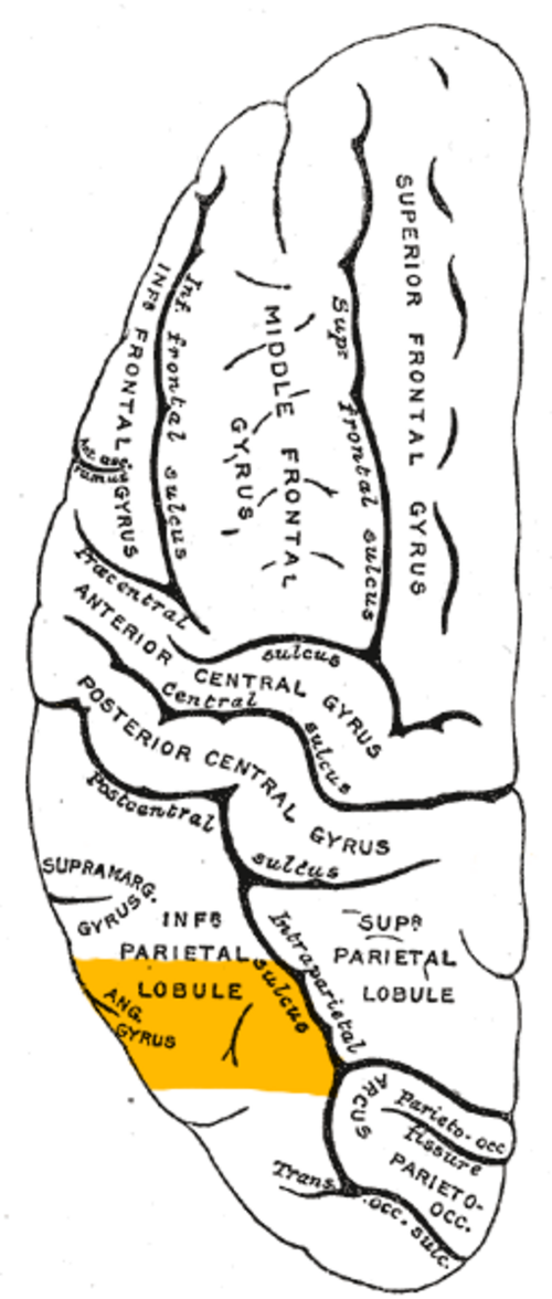 左大脳半球の側面を上から見た図。角回はオレンジ色で示されている。