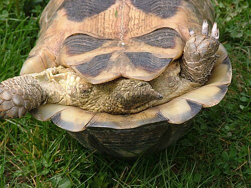 幅広の甲羅を持つメスのT. marginata。尾部に総排出口の開口部が見える。
