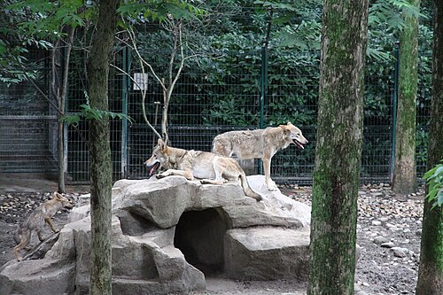 オオカミの囲い
