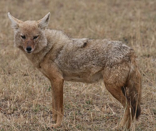 アフリカオオカミ（Canis lupaster）